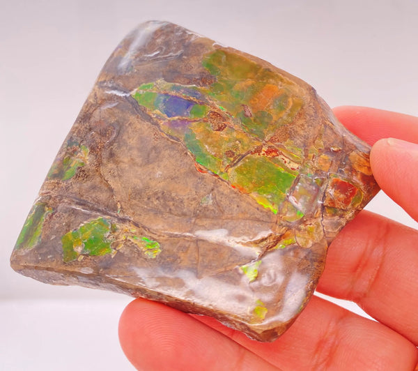 Ammonite Art Piece 63x67mm Left View PN E137F