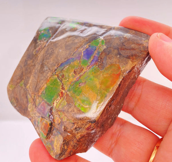 Ammonite Art Piece 63x67mm PN E137F