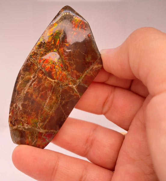 Ammonite Art Piece 72x32mm PN E170-62