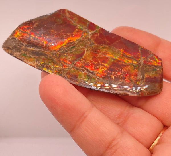 Ammonite Art Piece 72x32mm Left View PN E170-62