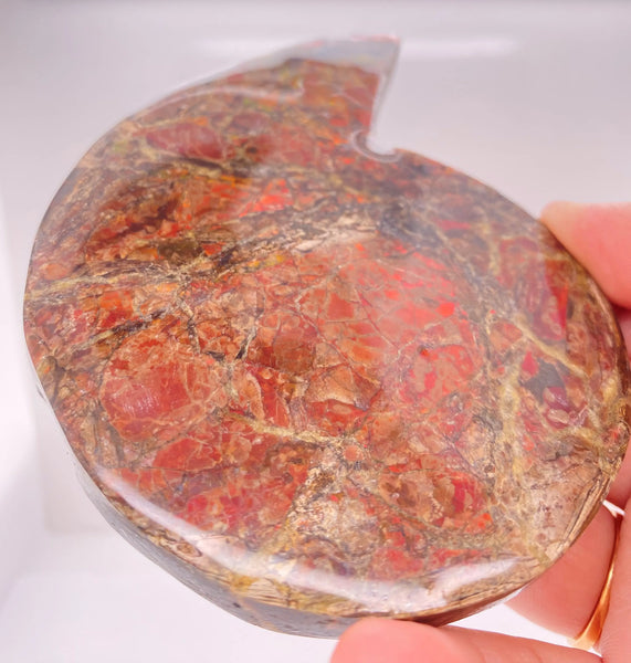 Ammonite Art Piece 80x110mm Right View PN E1422