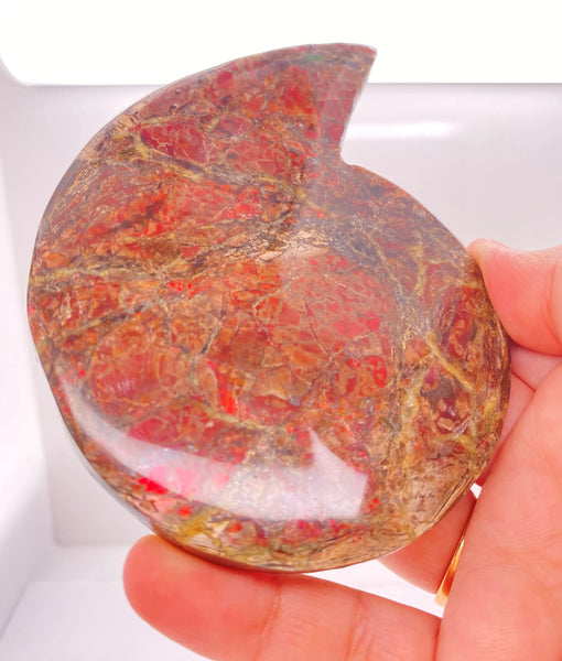 Ammonite Art Piece 80x110mm PN E1422