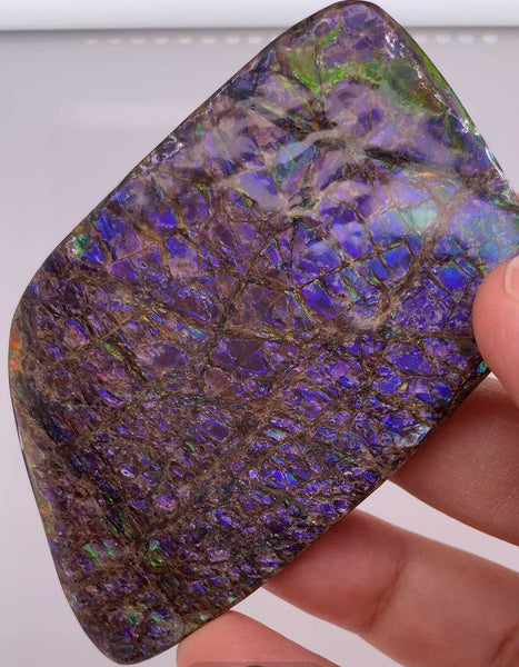 Ammonite Art Piece 80x47mm PN E134DR