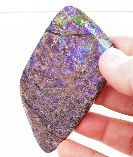 Ammonite Art Piece 80x47mm Right View PN E134DR