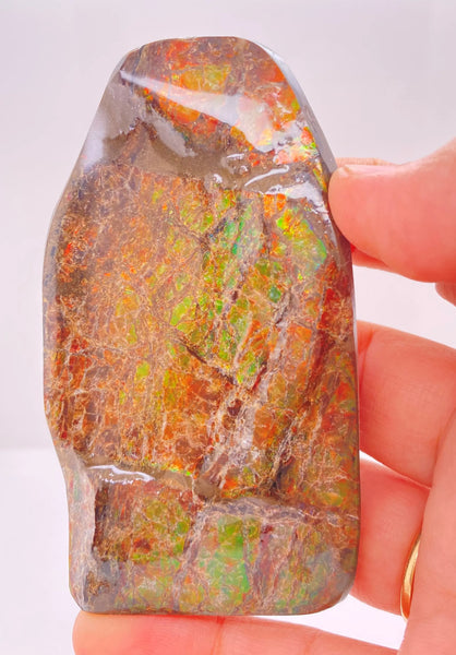 Ammonite Art Piece 85x45mm PN E170-52