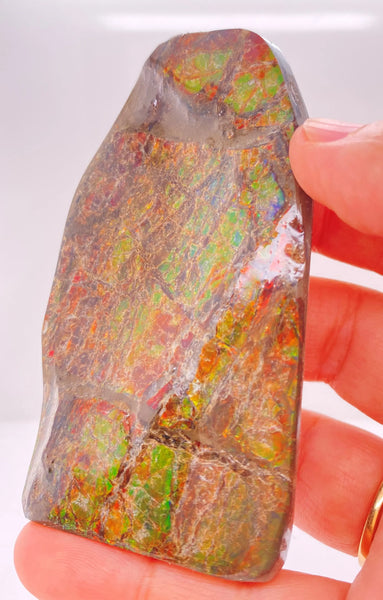 Ammonite Art Piece 85x45mm Right View PN E170-52