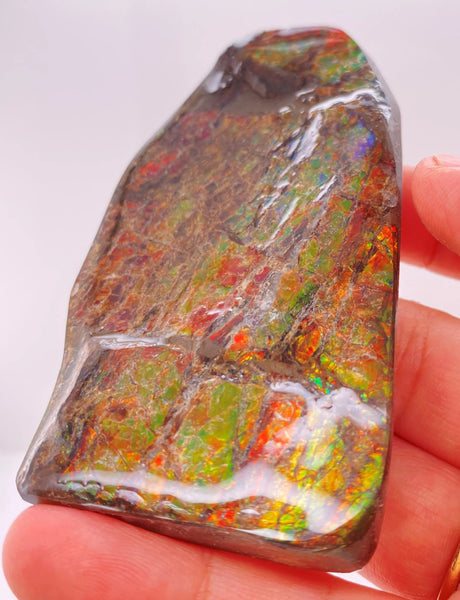 Ammonite Art Piece 85x45mm Lower View PN E170-52