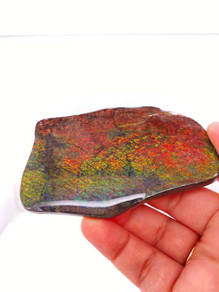 Ammonite Art Piece 90x54mm Lower View PN E004A