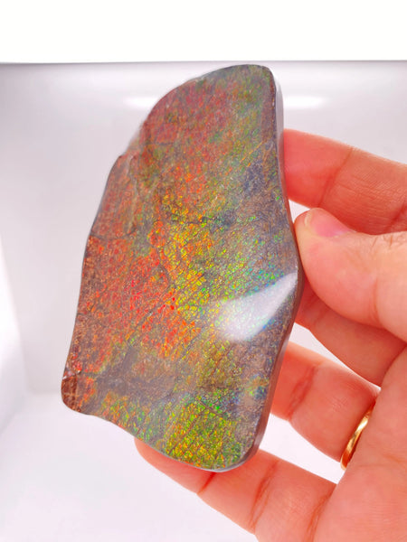 Ammonite Art Piece 90x54mm Right View PN E004A