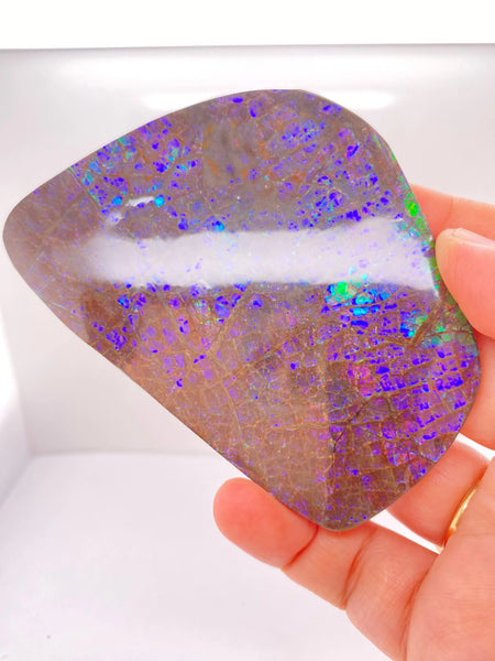 Ammonite Art Piece 92x65mm Right View PN E170-29