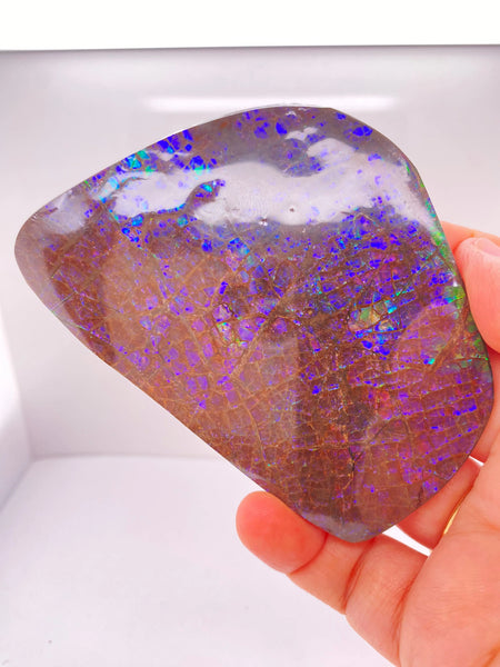 Ammonite Art Piece 92x65mm Front View PN E170-29