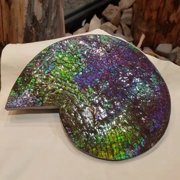 Ammonite Fossil that is Approximately 17x23cm Pn: E150D %product from Empire Ammolite