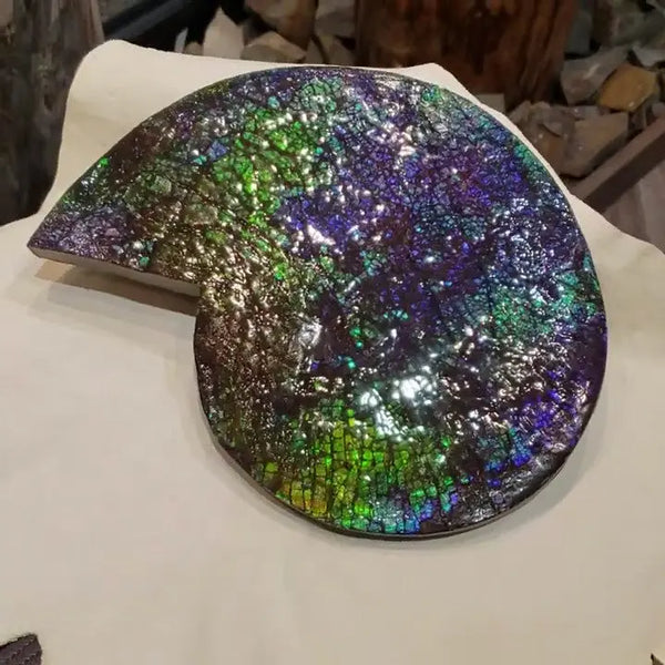 Ammonite Fossil that is Approximately 17x23cm Pn: E150D %product from Empire Ammolite