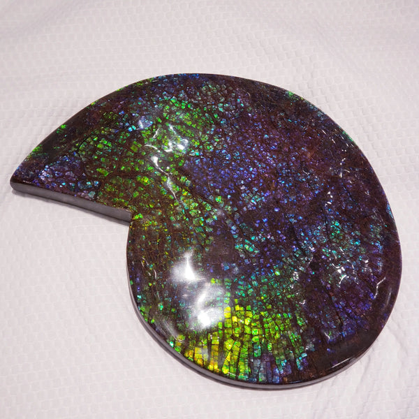 Ammonite Fossil that is Approximately 17x23cm Pn: E150D %product from Empire Ammolite