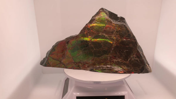 Ammonite Fossil that is 80x140mm Pn: E150-J %product from Empire Ammolite