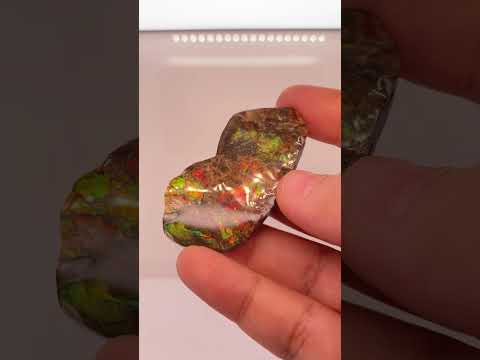 Ammonite Art Piece 37x13mm Video PN E170-67