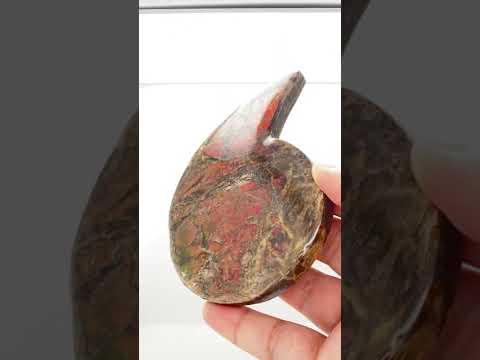 Ammonite Art Piece 80x110mm Video PN E1422