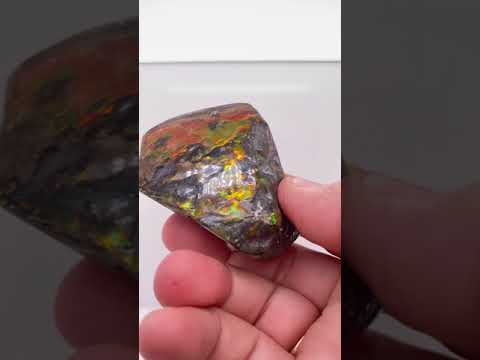 Ammonite Art Piece 39x56mm Video PN E150-7