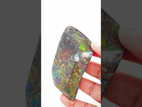 Ammonite Art Piece 45x80mm Video PN E134PR