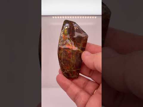 Ammonite Art Piece 72x32mm Video PN E170-62