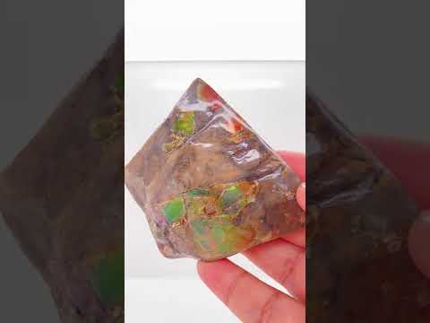 Ammonite Art Piece 63x67mm Video PN E137F