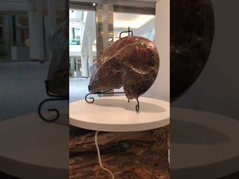 Large Ammonite Art Piece Excellent Feng Shui Piece for Prosperity Video
