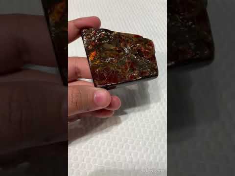 Ammonite Art Piece 60x60mm Video