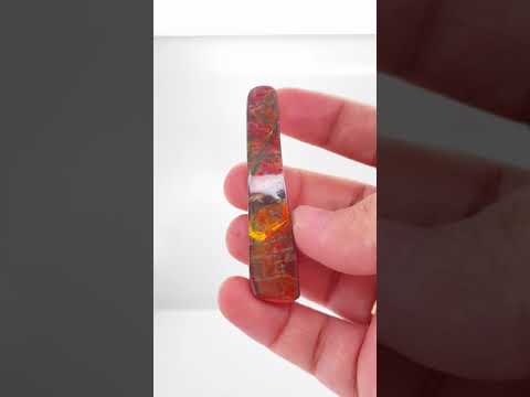 Ammonite Art Piece 13x57mm Video PN E170-32