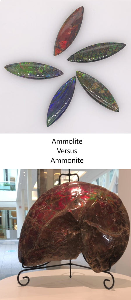 What is the Difference Between Ammolite and Ammonite