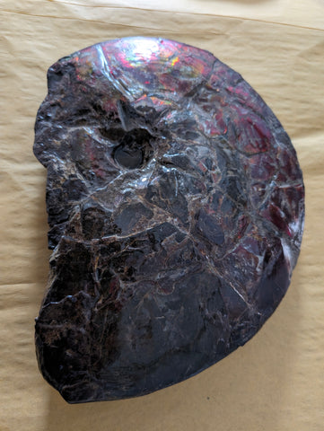 Ammonite Dual Sided Art Piece 190x270mm PN E170-L04