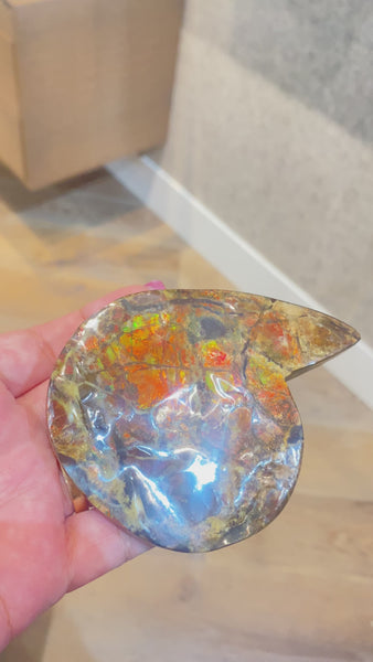 Ammonite Art Piece 38x47mm PN E21411