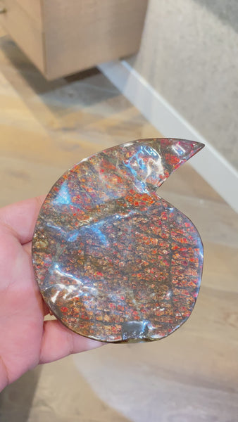Ammonite Art Piece 34x49mm PN E004222