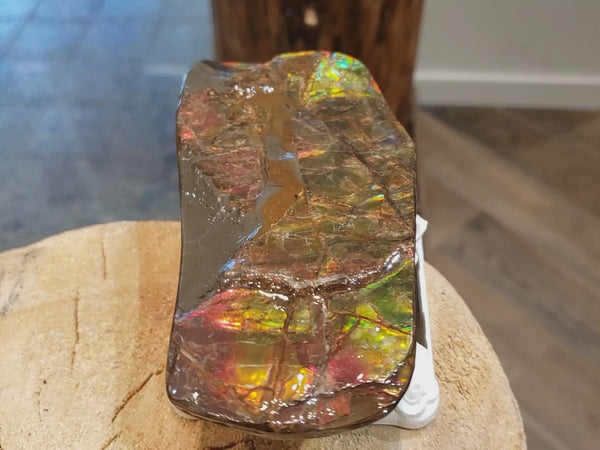 Natural Canadian Ammolite Hand Piece. Ammonite Hand Piece  70x130mm 