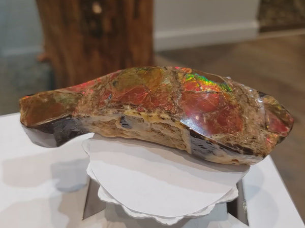 Ammonite Art Piece that is approximately 35x110mm 
