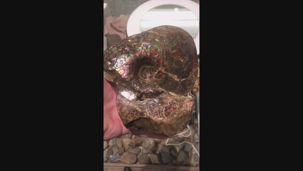 Ammonite Fossil Complete that is 130mm in Size  Video PN:E152-4