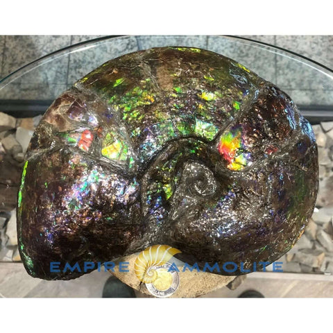 Ammolite Fossil with 70x80mm Dimensions Pn: E1401 %product from Empire Ammolite