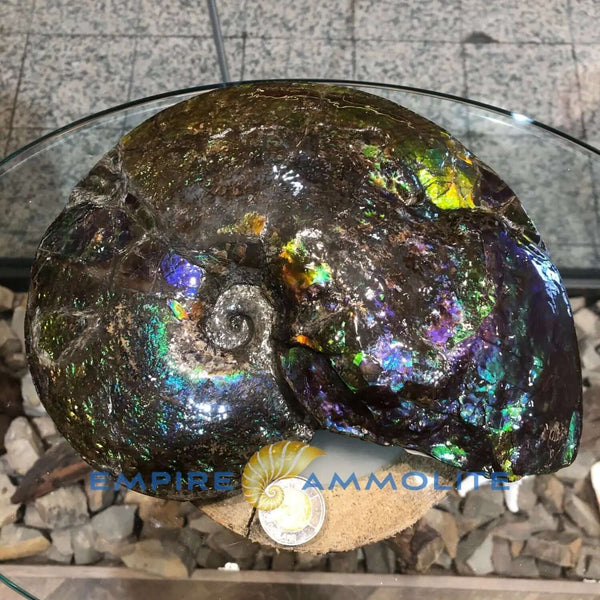 Ammolite Fossil with 70x80mm Dimensions Pn: E1401 %product from Empire Ammolite