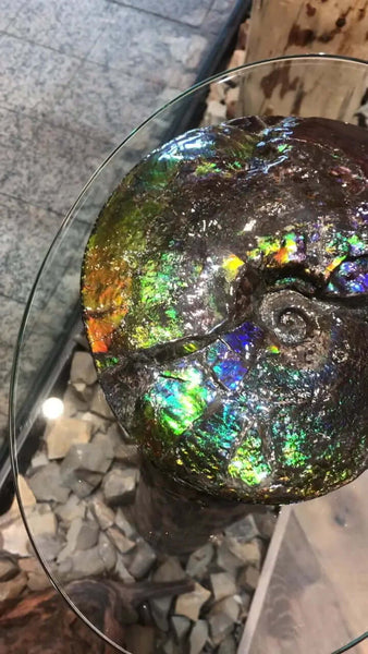 Ammolite Fossil with 70x80mm Dimensions Pn: E1401 %product from Empire Ammolite