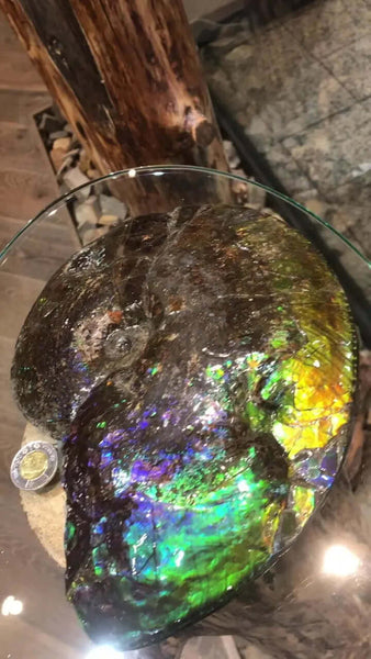 Ammolite Fossil with 70x80mm Dimensions Pn: E1401 %product from Empire Ammolite