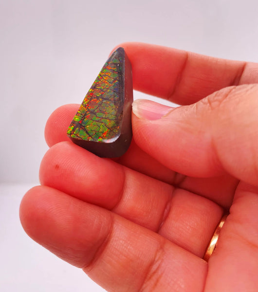 Ammonite Art Piece 13x32mm Right View PN E170-47 