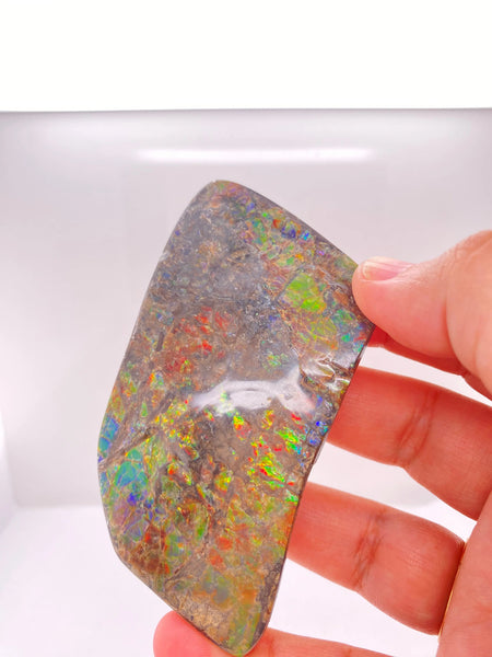 Ammonite Art Piece 45x80mm Right View PN E134PR 