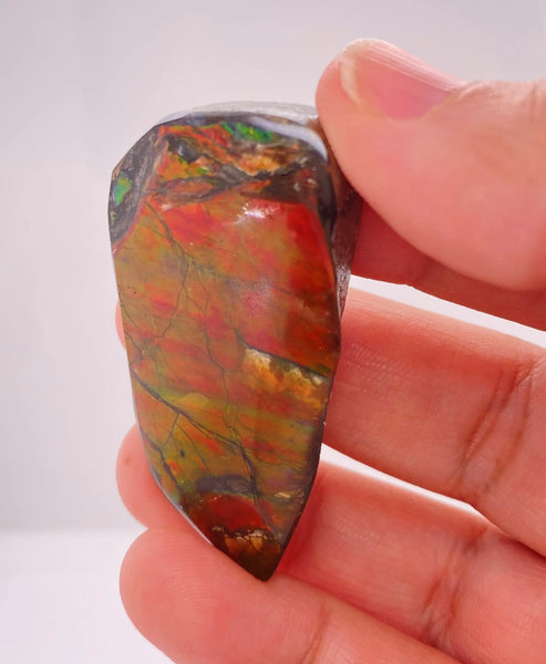 Ammonite Art Piece 50x25mm Lower View PN E170-45 