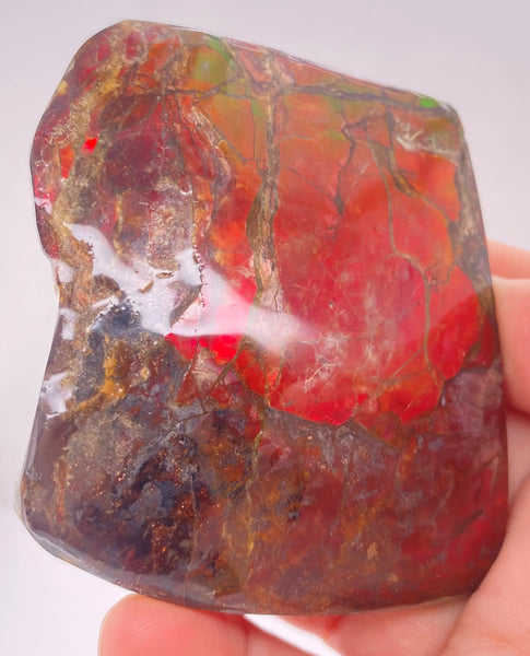 Ammonite Art Piece 56x63mm Right View PN E170-44 