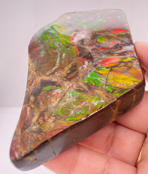 Ammonite Art Piece 86x57mm Lower View PN E170-42 