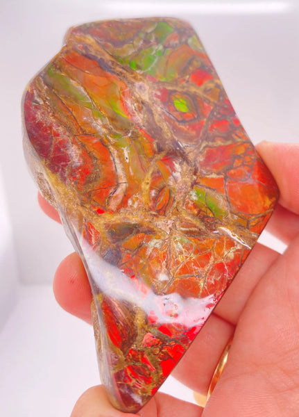 Ammonite Art Piece 86x57mm Right View PN E170-42 