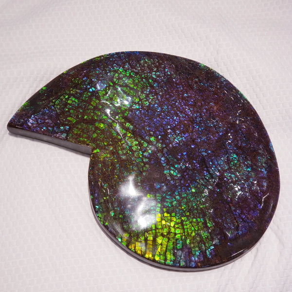 Ammonite Fossil that is Approximately 17x23cm  Pn: E150D %product from Empire Ammolite