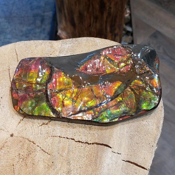 Ammonite Hand Piece that is 70x130mm PN E1381D %product from Empire Ammolite