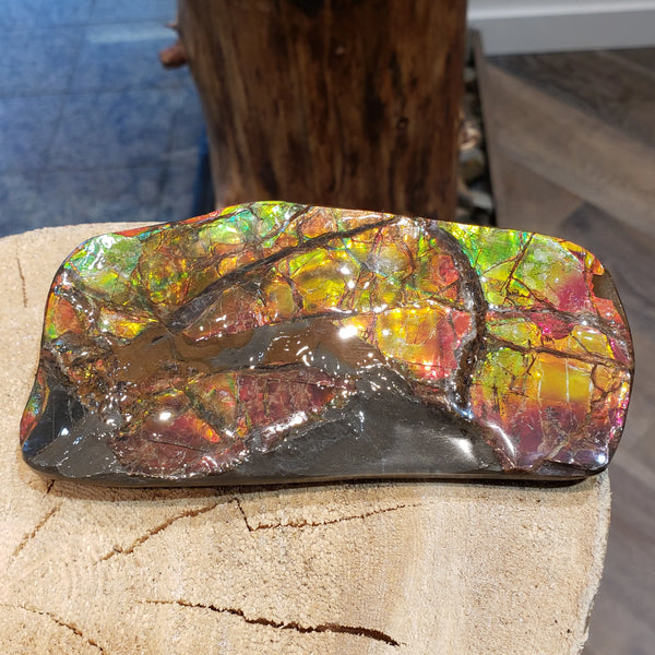 Ammonite Hand Piece that is 70x130mm PN E1381D %product from Empire Ammolite