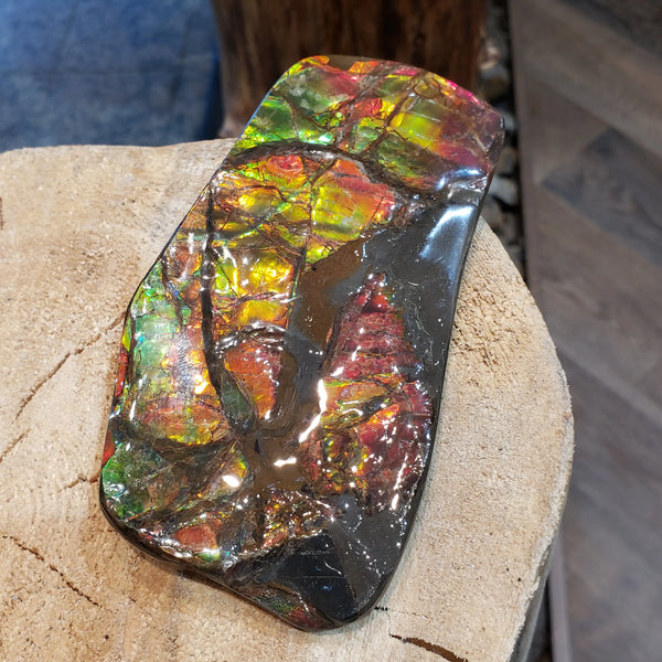 Ammonite Hand Piece that is 70x130mm PN E1381D %product from Empire Ammolite