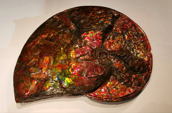 Ammonite Large Art Piece with Amazing Edges Pn: E1418 %product from Empire Ammolite